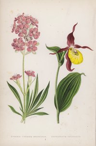 Lychnis Viscaria Splendens; Cypripedium Calceolus by English School