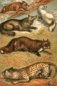 Lynx, Cross Fox, Arctic Fox, Common Fox and Cheetah by English School