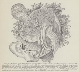 Magnified view of the human embryo of four weeks, with the membranes opened by English School