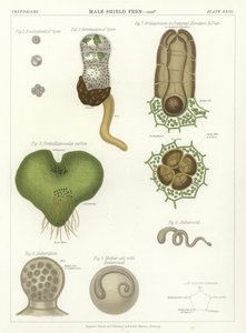 Male Shield Fern by English School