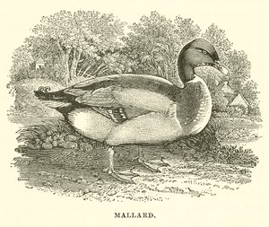 Mallard (engraving) by English School