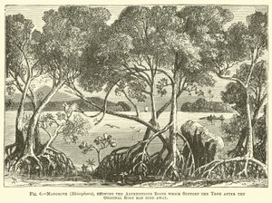 Mangrove (Rhizophora), showing the Adventitious Roots which Support the Tree after the Original Root has died away by English School