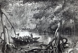 Mangrove Forest, frontispiece illustration from 