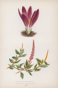 Merendera Bulbocodium; Polygonum Vaccinifolium by English School
