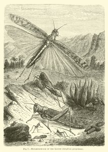 Metamorphoses of the Locust by English School