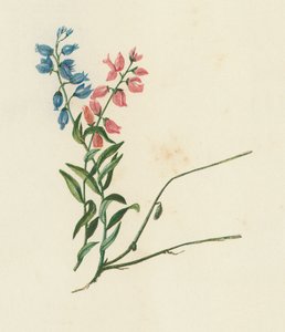 Milkwort, Polygala Vulgaris by English School