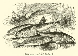 Minnow and Stickleback by English School