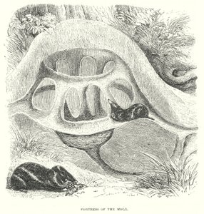 Mole Hill by English School