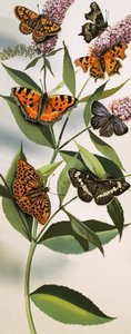 Montage of butterflies by English School
