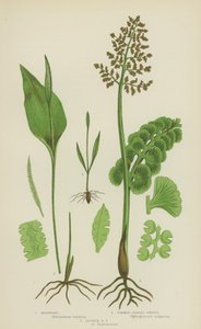 Moonwort, Common Adder