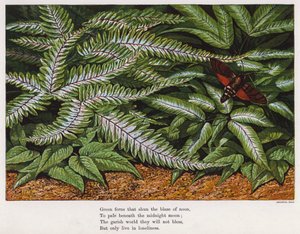 Moth and ferns