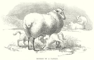 Mother of a Family