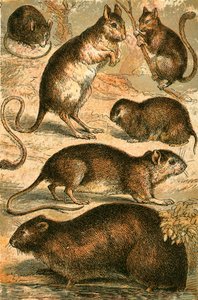 Mouse, Jerboa, Rat, Musk Rat, Dormouse and Field Mouse by English School