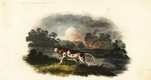 Mr. Stanley’s cat catching a trout at Weaford mill pond, near Lichfield