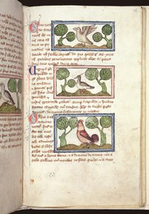 Three birds on the ground, from a Bestiary, early 14th century by English School