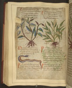 Illustrations of Petersilie, Cawel and a Snake, from an Old English Herbal originally by Apuleius (123-80AD), early 11th century by English School