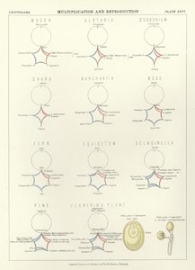 Multiplication and Reproduction by English School