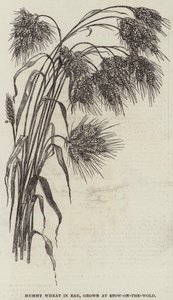 Mummy Wheat in Ear, Grown at Stow-on-the-Wold by English School