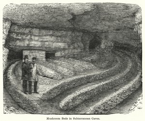 Mushroom Beds in Subterranean Caves by English School
