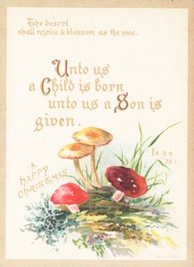 Mushrooms and Toadstools by English School