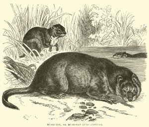Musquash, or Musk-rat, Fiber zibethicus by English School