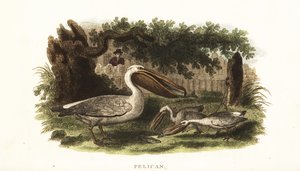 Native American method of fishing with pelicans by English School
