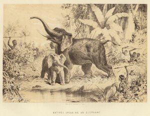 Natives Spearing an Elephant by English School