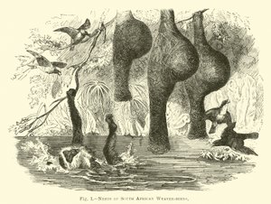 Nests of South African Weaver-birds