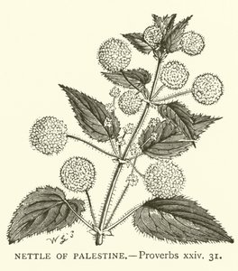Nettle of Palestine, Proverbs, xxiv, 31 by English School