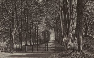 Newbury: Avenue, Highclere Park