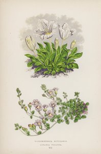 Nierembergia Rivularis; Linaria Villosa by English School