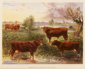 Norfolk and Suffolk Polled Cattle by English School