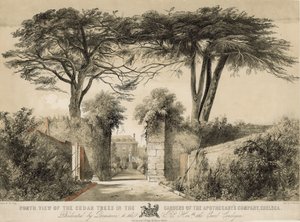 North View of the Cedar Trees in the Gardens of the Apothecary