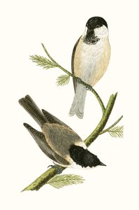 Northern Tit, Illustration from 