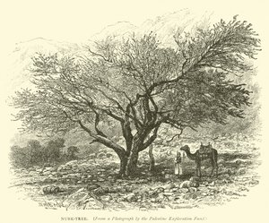 Nubk-Tree by English School
