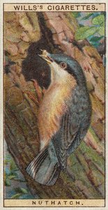 Nuthatch