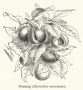Nutmeg (Myristica moschata) by English School