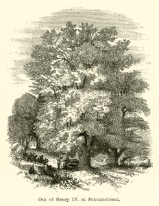Oak of Henry IV, at Fontainebleau by English School