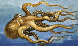 Octopus