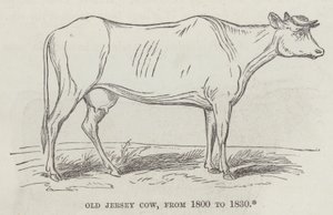 Old Jersey cow, from 1800 to 1830 by English School