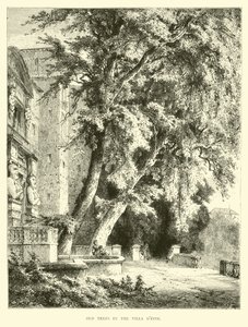 Old trees in the Villa d
