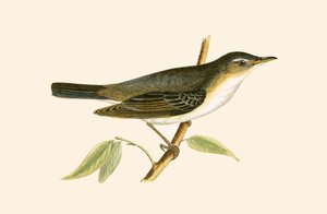 Olive Tree Warbler, illustration from 