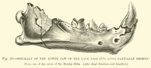 One-half of the Lower Jaw of the Cave Lion, Partially Broken by English School