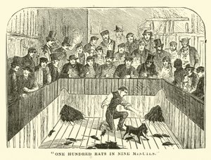 One hundred rats in nine minutes by English School