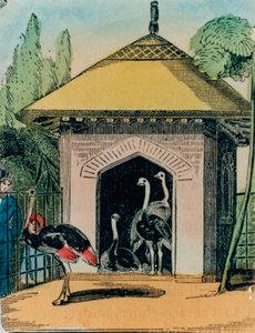 Ostrich and emu house at the London zoo. 1840s by English School