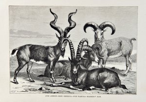 Ovis Ammon - Ibex Siberica - Ovis Nabura - Markhov Ram, illustration from The Universal Geography, the Earth and its inhabitants by Elisee Reclus, published 1878
