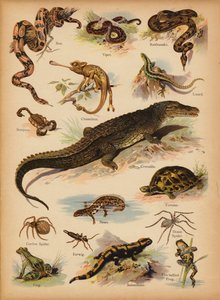 Page from The Little Folks’ Picture Natural History, c 1900 by English School