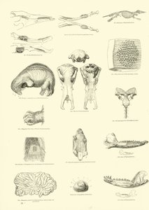 Page from The Pictorial Museum of Animated Nature