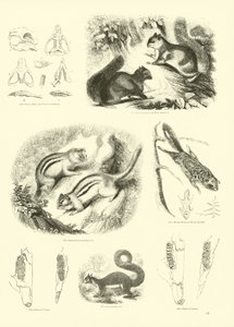 Page from The Pictorial Museum of Animated Nature by English School