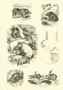 Page from The Pictorial Museum of Animated Nature